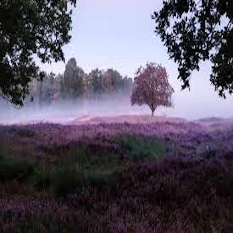 Ferienhaus Luneburger Heide Eschede ภายนอก รูปภาพ
