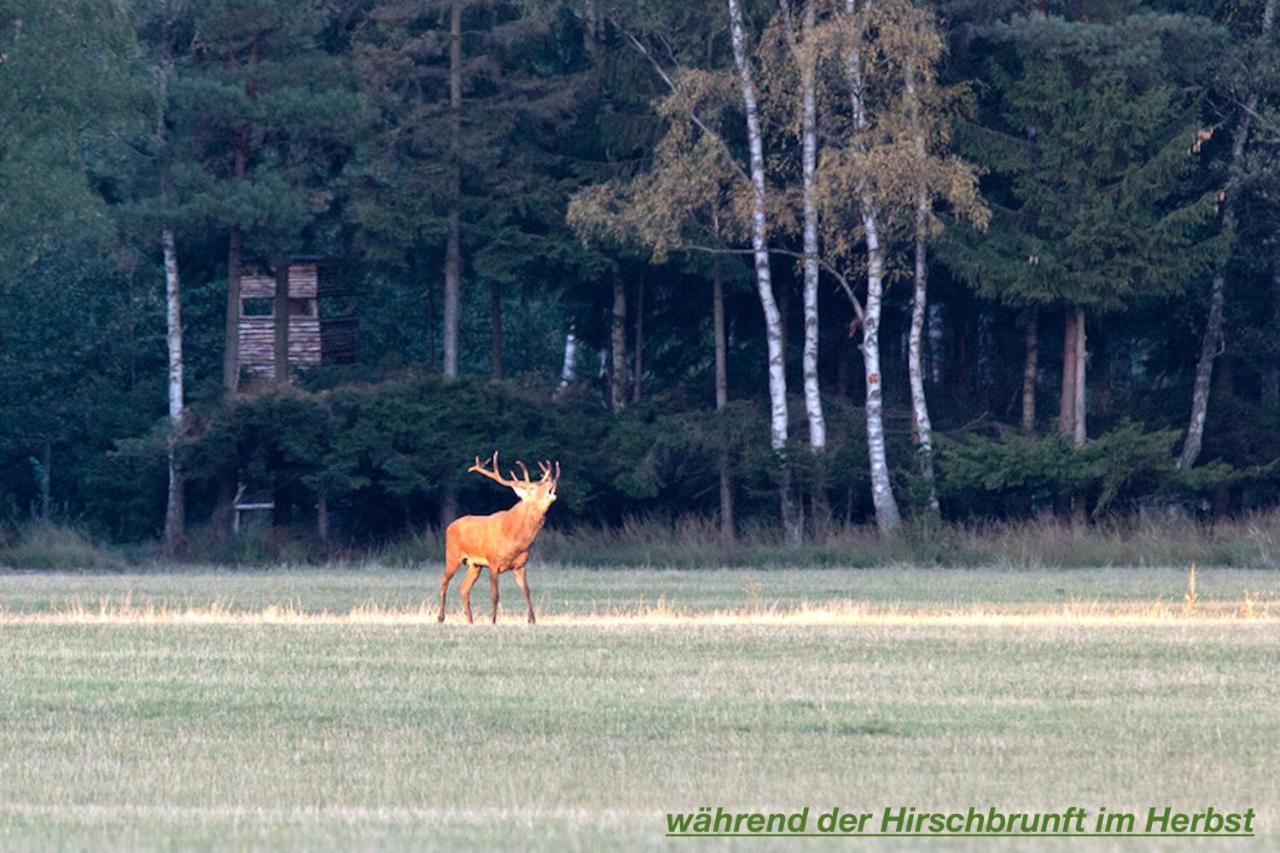 Ferienhaus Luneburger Heide Eschede ภายนอก รูปภาพ