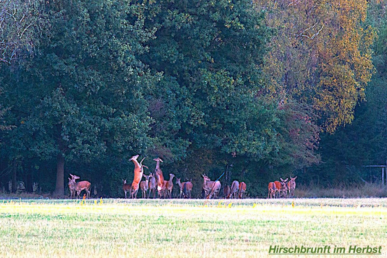 Ferienhaus Luneburger Heide Eschede ภายนอก รูปภาพ